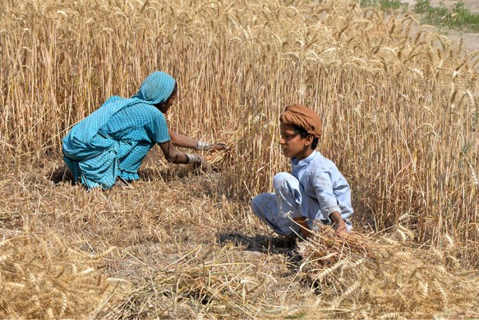 Farmer family busy in harvesting wheat crop in their field at Tandojam area