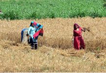 Women farmers busy in harvesting the wheat crop in their filed on the outskirts area of the city