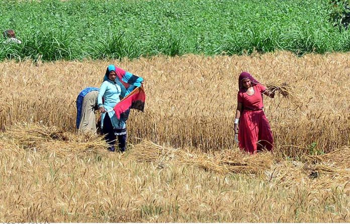 Women farmers busy in harvesting the wheat crop in their filed on the outskirts area of the city