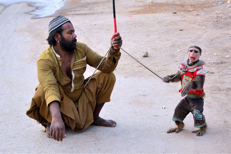 A juggler showing gimmicks of his pet monkey on the road