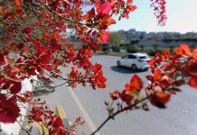 Beautiful seasonal flowers flourishing and blossoming to mark Spring Season enhance the beauty of Federal Capital