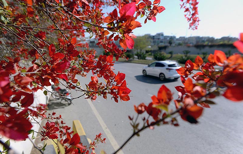 Beautiful seasonal flowers flourishing and blossoming to mark Spring Season enhance the beauty of Federal Capital