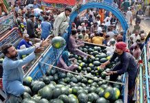 Traders are unloading watermelons from delivery truck at fruits market during Holy month of Ramzanul Mubarak.
