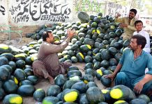 Vendor displaying the water-melons to attract the customers for selling at road side his setup in Qasimabad