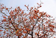 New buds and flowers blooming on trees in the city