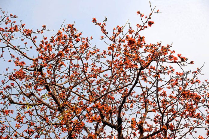 New buds and flowers blooming on trees in the city