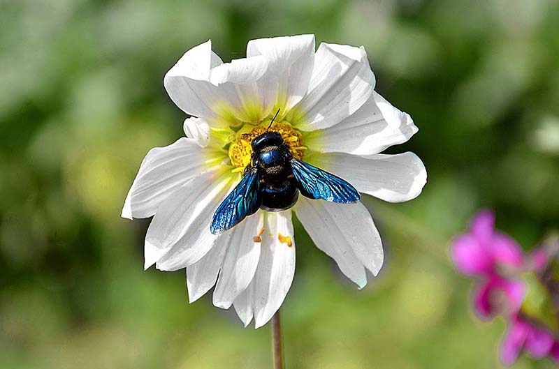 A wasp getting nectar from a mustard flower at Shahnawaz Bhutto Park