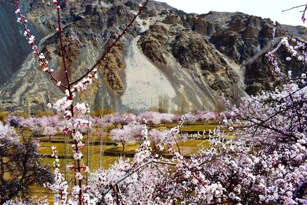 <em>An attractive and eye catching view of apricote blossom blooming to mark the spring session in Nagar northren area of Pakistan</em>
