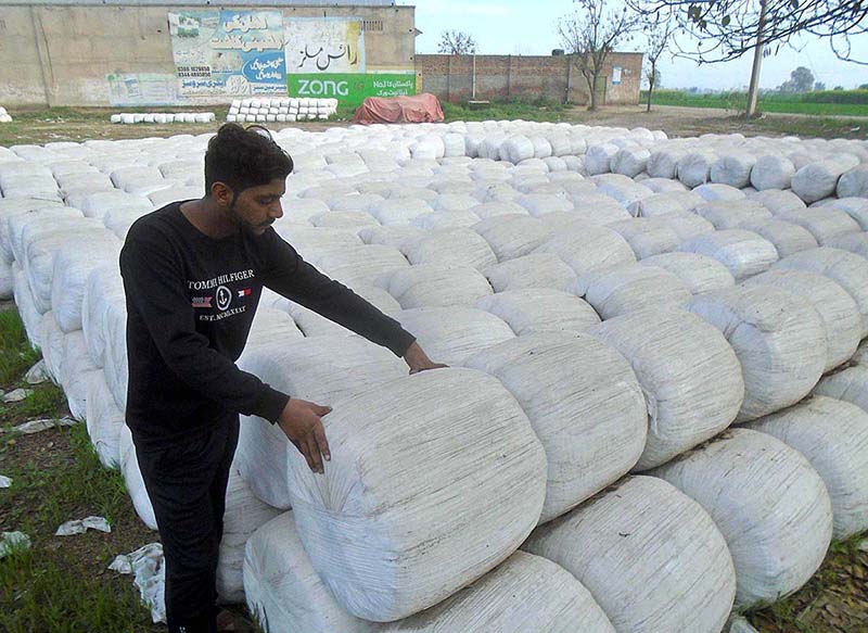 A worker arranging sacks of animal fodder at Lahore road