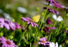 A butterfly extracting nectar from a blooming flower in a garden