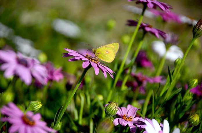 A butterfly extracting nectar from a blooming flower in a garden