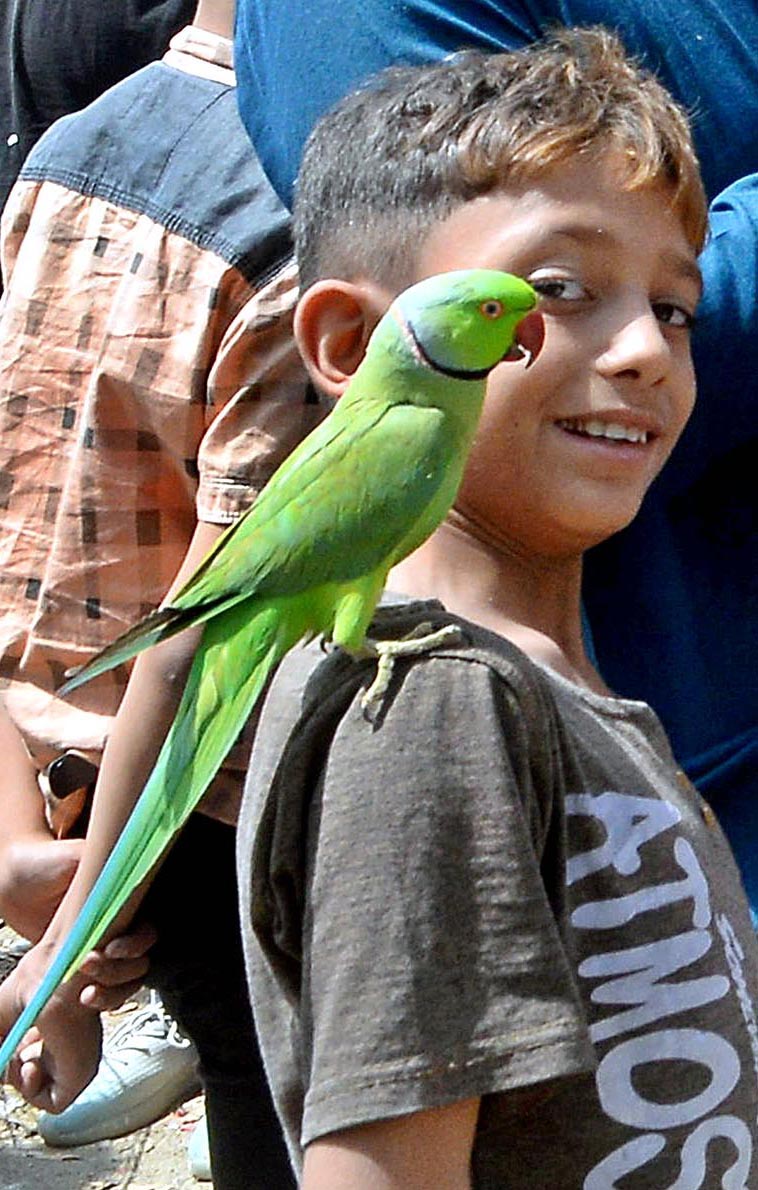 A tamed parrot sits on the boy's shoulder at fort ground