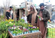 People are buying tree saplings at a nursery on Joint Road ahead of summer
