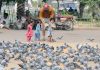 Children feeding the flock of pigeons at a roadside