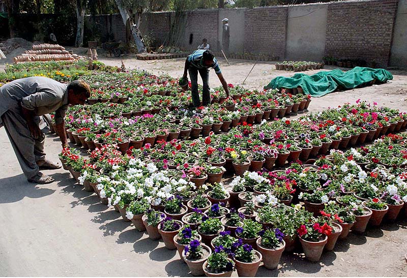 Nature lovers are choosing for buying seasonal colorful flower pots from the nursery on a roadside setup