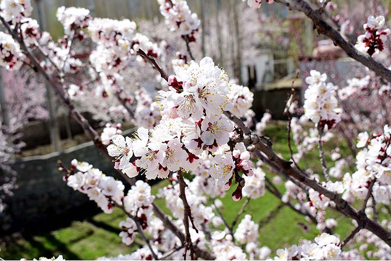 An attractive and eye catching view of Apricot blossom blooming to mark the spring session in Nomal area