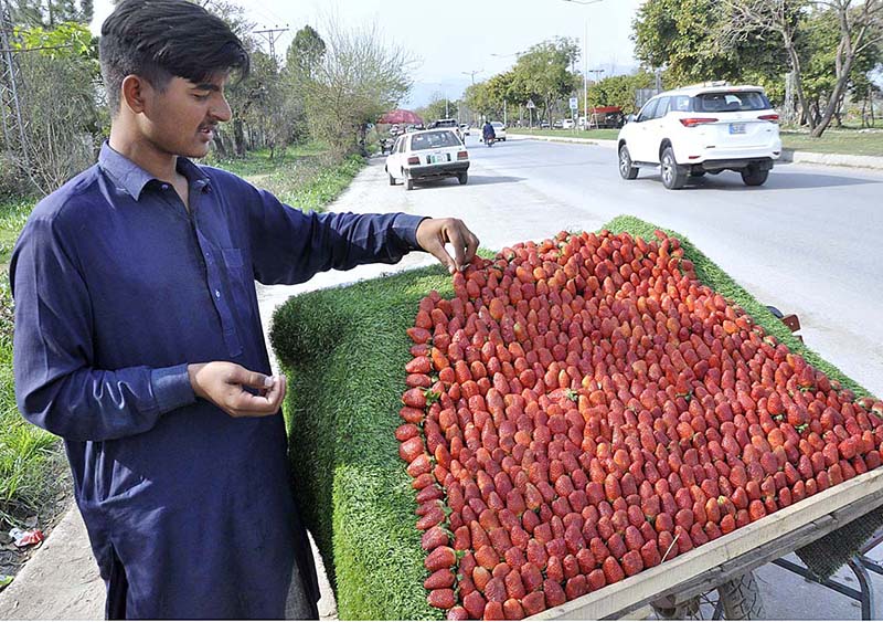 A hawker displaying strawberries to attract the customer for selling atroadside in Federal Capital