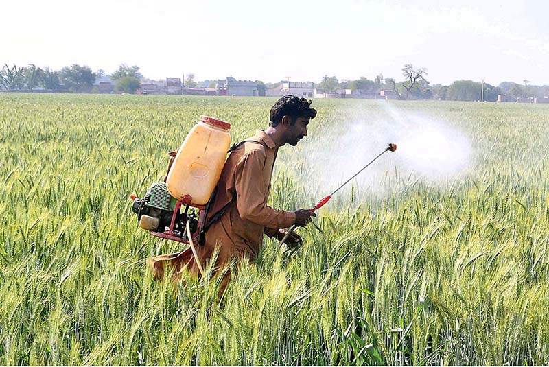 A farmer busy in spraying pesticides in wheat crop in their field