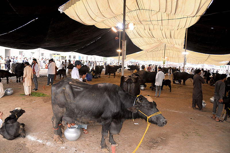 <em>A view of Buffaloes Milking Contest during Spring Festival at Tent Pegging Ground</em>