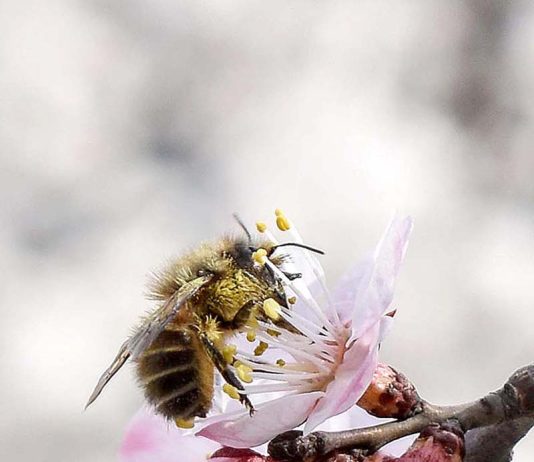 A honey-bee is extracting nectar from an apricot flower