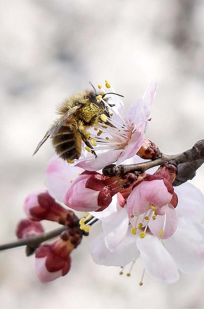 A honey-bee is extracting nectar from an apricot flower
