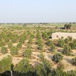 Tapping olive production potential in Koh-e-Suleman, Balochistan
