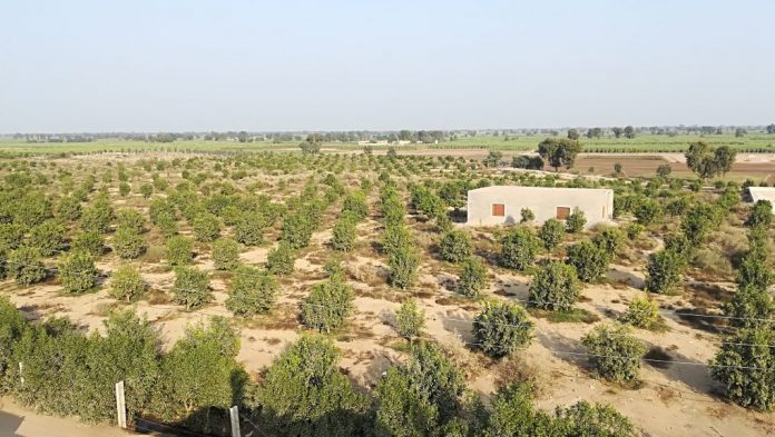 Tapping olive production potential in Koh-e-Suleman, Balochistan