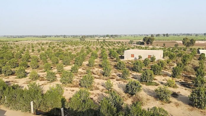 Tapping olive production potential in Koh-e-Suleman, Balochistan Tapping olive production potential in Koh-e-Suleman, Balochistan