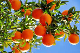 Chinese, Pakistani scientists join hands to combat citrus diseases, insect pests