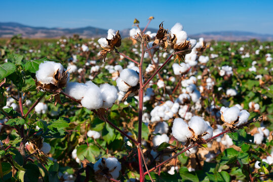 cotton production