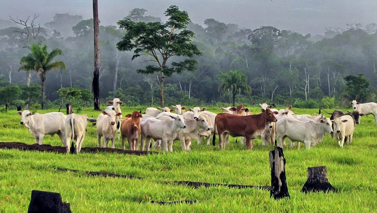 Dairy farmers' awareness stressed about threats posed by zoonotic TB disease from livestock
