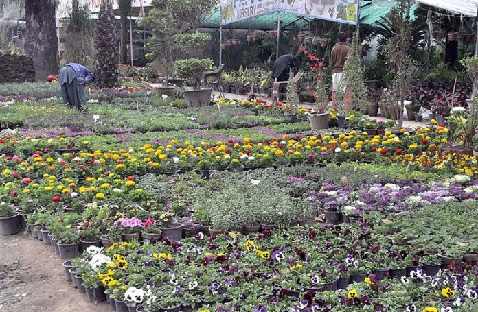 An attractive view of seasonal flowers flourishing and blooming at local nursery in the Federal Capital.