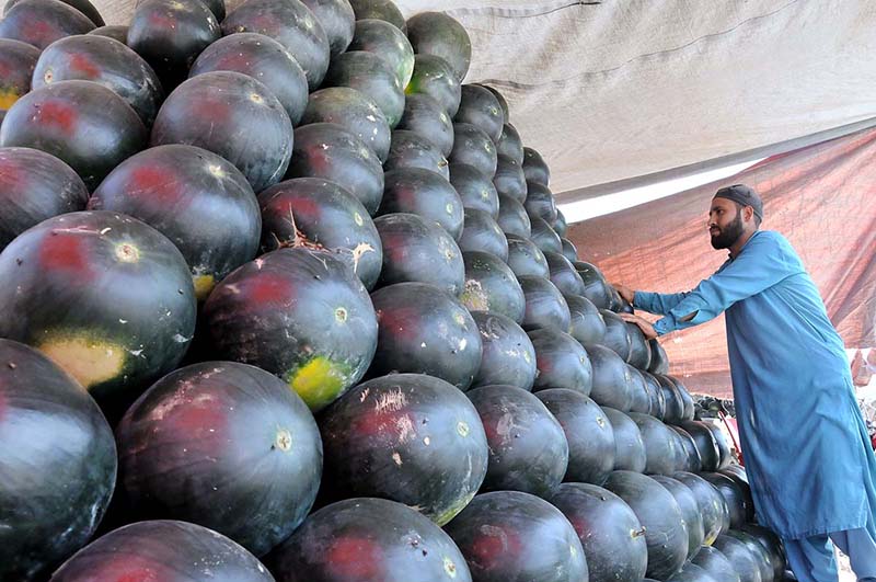 A vendor is displaying watermelons to attract the customers at his roadside setup