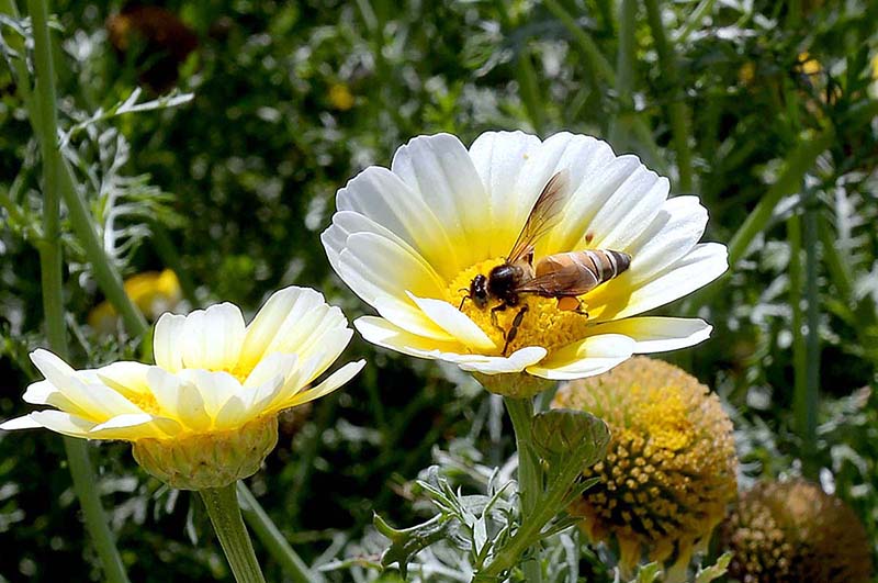 A honeybee sucks nectar from a flower at Allama Iqbal Park