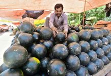 A vendor arranging and displaying watermelons to attract the customers at Murree Road