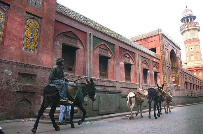 A labourer on the way along with donkeys to earn livelihood during early in the morning at Kashmiri Bazaar.