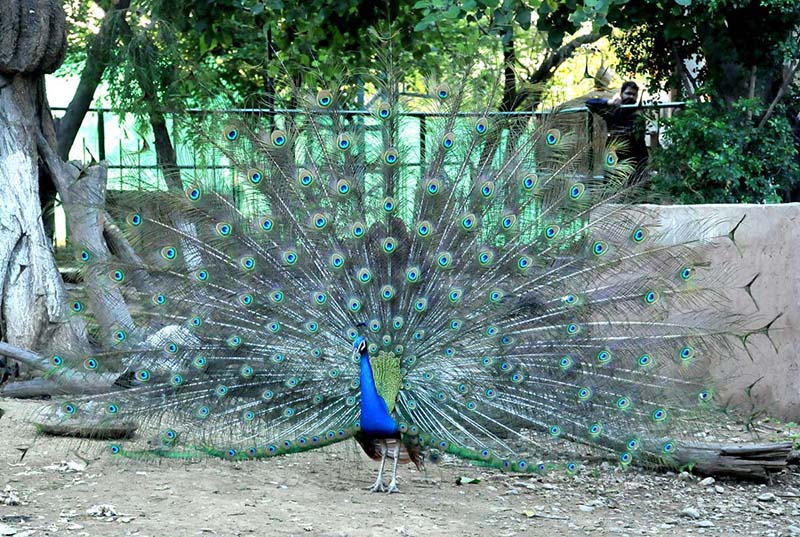 A peacock in blue mood in the bird park at Lake View Park