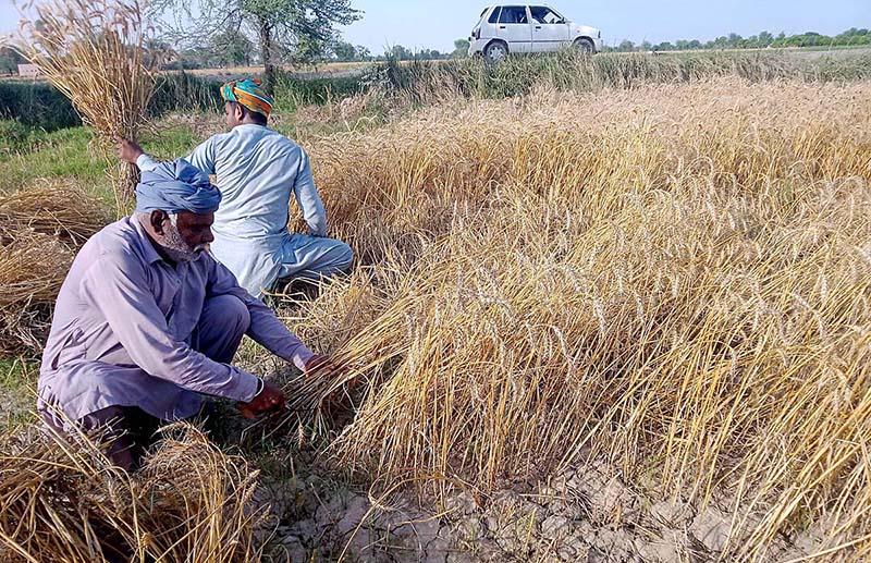 Farmers harvesting wheat crop in their field