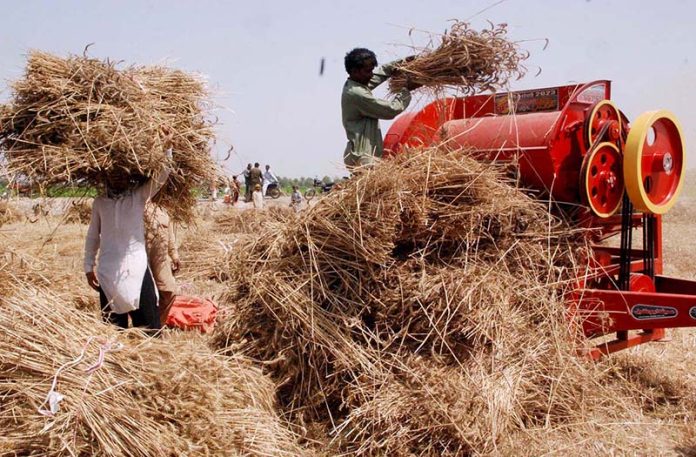 Farmers cutting wheat crop with the help of Thrasher at their field as wheat thrashing season starts.