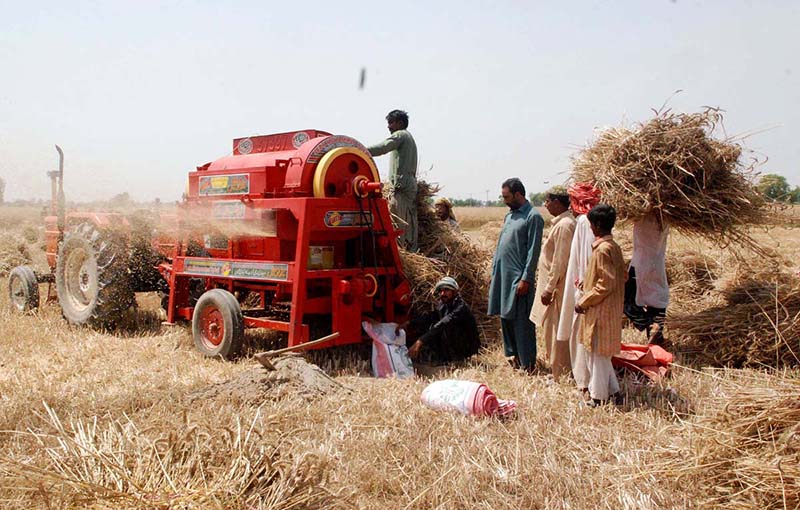 Farmers cutting wheat crop with the help of Thrasher at their field as wheat thrashing season starts.