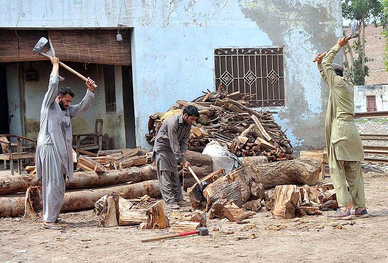 Labourers are busy in cutting wood into pieces at their workplace