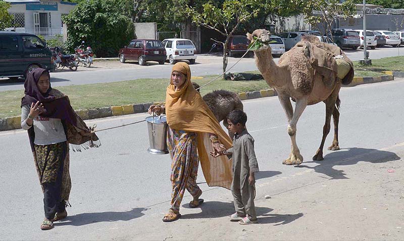 Gypsy women on the way with her camel selling camel milk on the road near Jasmine Park