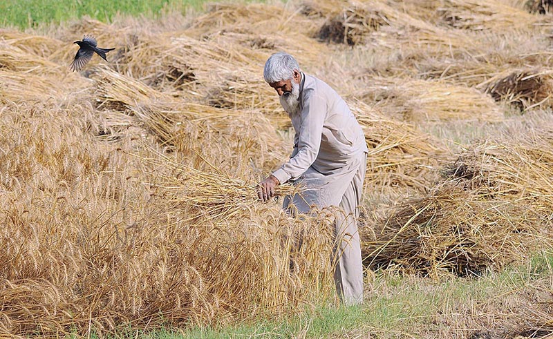 An elderly farmer harvesting the wheat crop in his field