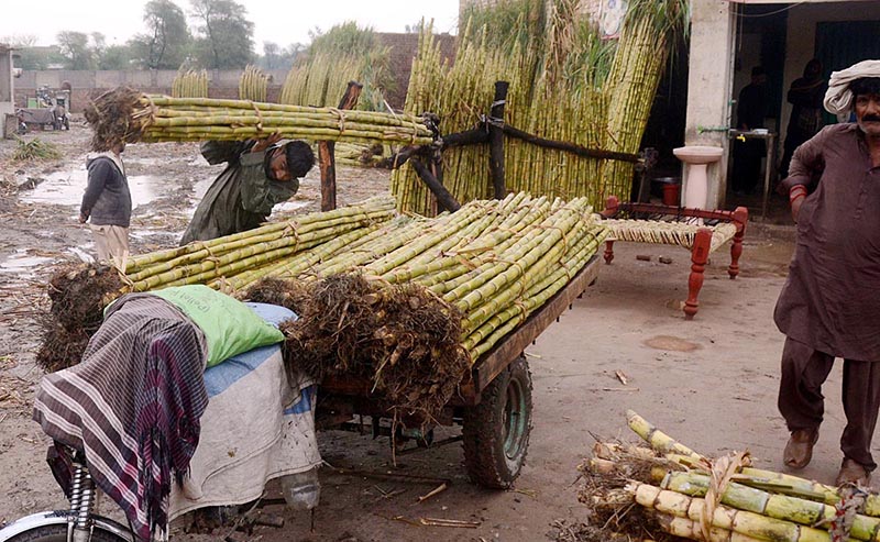 Laborer busy in loading sugarcane on tricycle at sugarcane market.