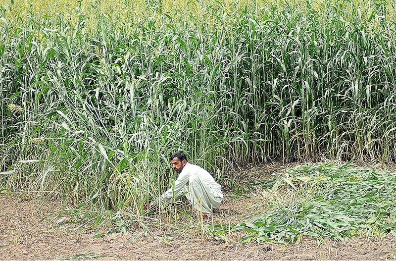 A farmer is occupied with the task of cutting fodder for his animals at his field