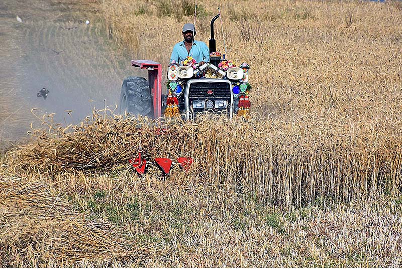 A farmer harvesting wheat crop with the help of Tractor in rural area at his field near Bypass Road