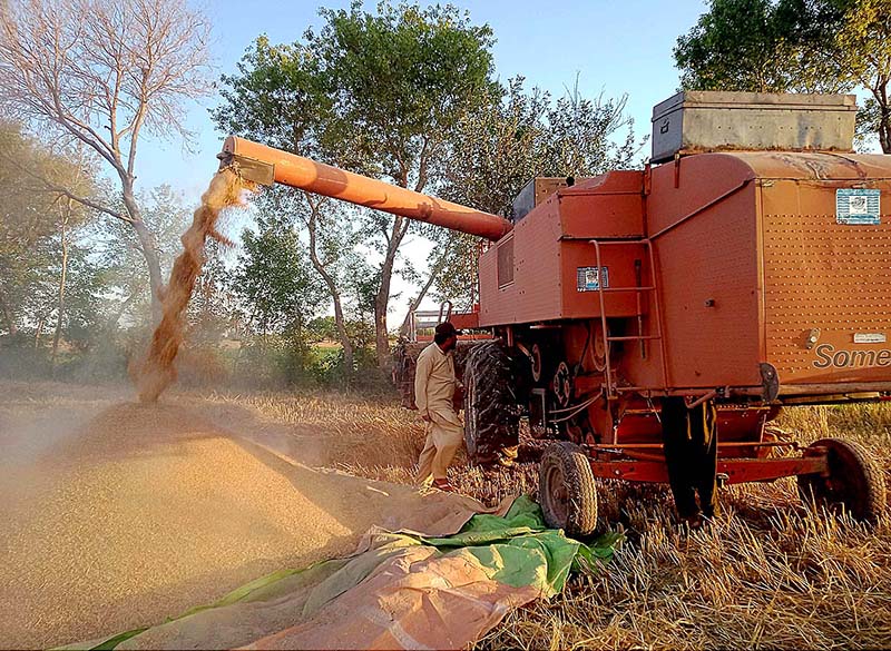 A farmer is engrossed in reaping his wheat crop in the field with the assistance of a harvester