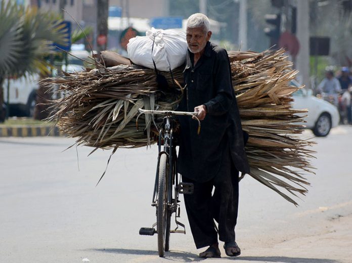 An old man is carrying dry branches on his cycle for domestic use