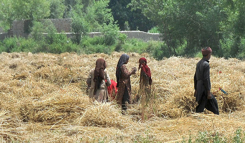 Farmers busy in harvesting wheat crop in their field at Jhang Road.