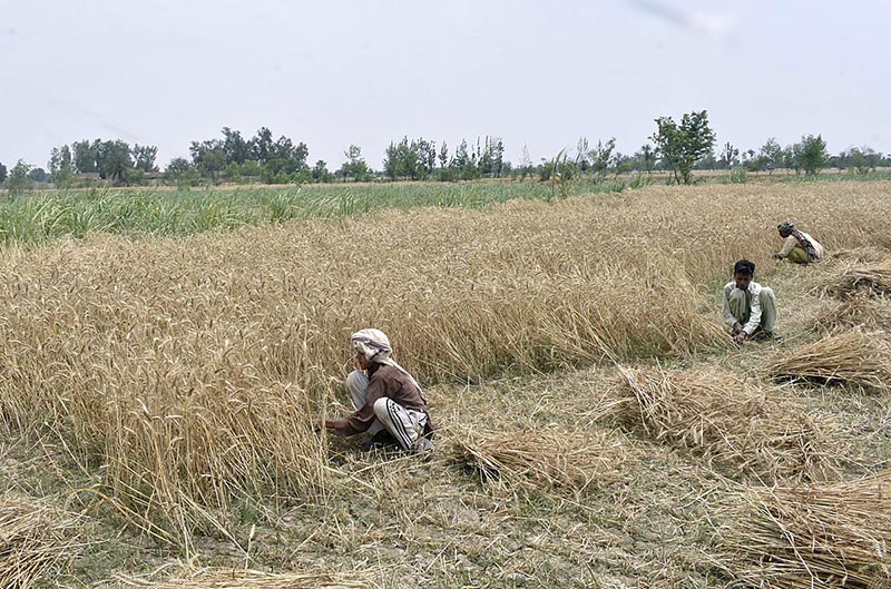 Farmers are busy in harvesting the wheat crop near Ravi River